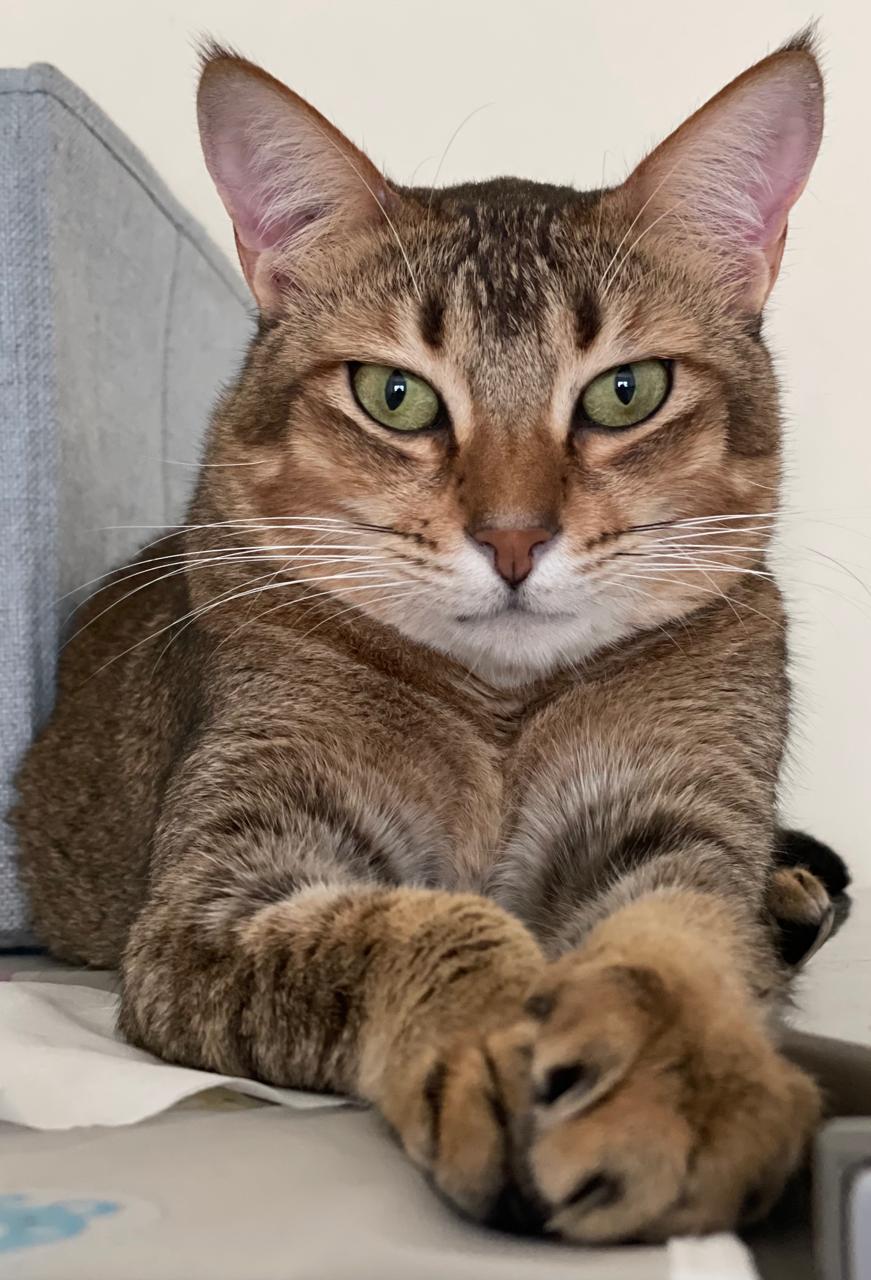 Jean the Cat